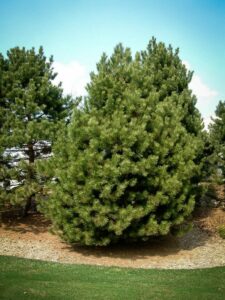 Сосна Чёрная (Pinus Nigra) купить по цене от 270.00р. в интернет-магазине «Посадика» с доставкой почтой в в Горбатове и по всей России – [изображение №1].