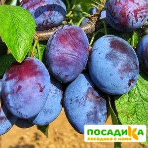 Слива Чачакская ранняя купить по цене от 229.00р. в интернет-магазине «Посадика» с доставкой почтой в в Горбатове и по всей России – [изображение №1].