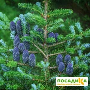 Пихта корейская (Abies koreana) купить по цене от 450.00р. в интернет-магазине «Посадика» с доставкой почтой в в Горбатове и по всей России – [изображение №1].