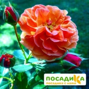 Роза Арабия купить по цене от 350.00р. в интернет-магазине «Посадика» с доставкой почтой в в Горбатове и по всей России – [изображение №1].