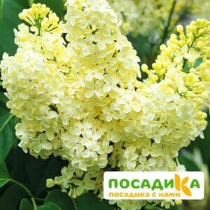 Сирень Примроуз (Primrose) купить по цене от 529.00р. в интернет-магазине «Посадика» с доставкой почтой в в Горбатове и по всей России – [изображение №1].