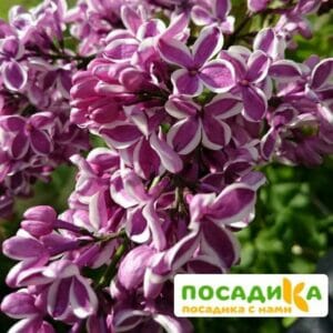 Сирень Сенсация купить по цене от 529.00р. в интернет-магазине «Посадика» с доставкой почтой в в Горбатове и по всей России – [изображение №1].