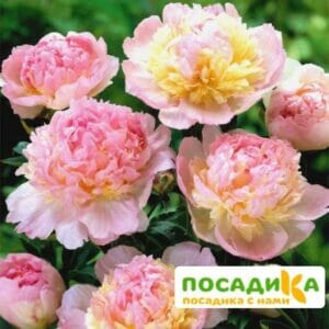 Пион Распберри Сандей (Paeonia Raspberry Sundae) купить по цене от 959р. в интернет-магазине «Посадика» с доставкой почтой в в Горбатове и по всей России – [изображение №1].