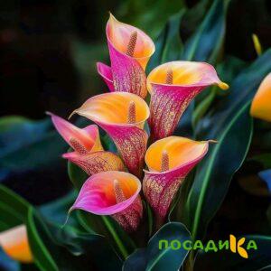 Калла Оникс купить по цене от 450р. в интернет-магазине «Посадика» с доставкой почтой в в Горбатове и по всей России – [изображение №1].