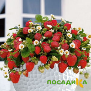 Клубника Рубиновый Шепот (горшечная) купить по цене от 240р. в интернет-магазине «Посадика» с доставкой почтой в в Горбатове и по всей России – [изображение №1].