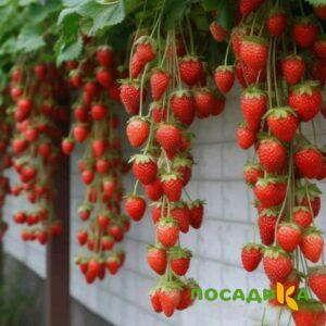 Клубника вьющаяся Комплимент купить по цене от 470р. в интернет-магазине «Посадика» с доставкой почтой в в Горбатове и по всей России – [изображение №1].