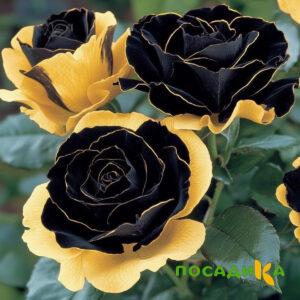 Роза Ханни Сикл купить по цене от 700р. в интернет-магазине «Посадика» с доставкой почтой в в Горбатове и по всей России – [изображение №1].