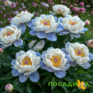 Пион акварельный Этюд купить по цене от 806р. в интернет-магазине «Посадика» с доставкой почтой в в Горбатове и по всей России – [изображение №1].