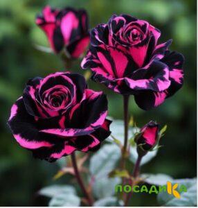 Роза Багровый Шепот купить по цене от 366р. в интернет-магазине «Посадика» с доставкой почтой в в Горбатове и по всей России – [изображение №1].