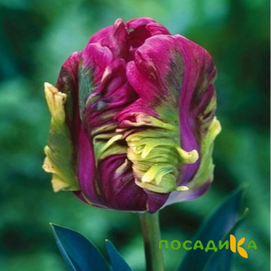 Тюльпан Экзотик Хэвен купить по цене от 186р. в интернет-магазине «Посадика» с доставкой почтой в в Горбатове и по всей России – [изображение №1].