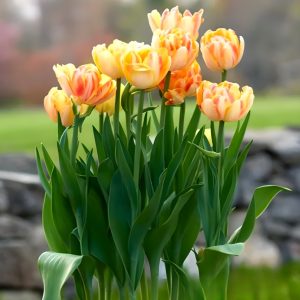 Тюльпан Верона Санрайз купить по цене от 280р. в интернет-магазине «Посадика» с доставкой почтой в в Горбатове и по всей России – [изображение №1].