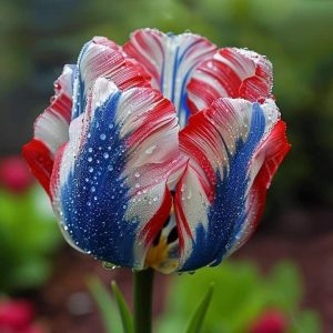 Тюльпан Ремс Сенсейшн купить по цене от 219р. в интернет-магазине «Посадика» с доставкой почтой в в Горбатове и по всей России – [изображение №1].